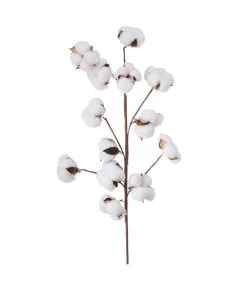 Branche De Coton Naturelle Décorative - 68cm