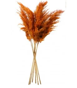 Fleur Séchée De Pampa Couleur Terracotta 10 Branches - 75cm